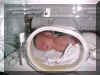 incubator.jpg (60086 bytes)